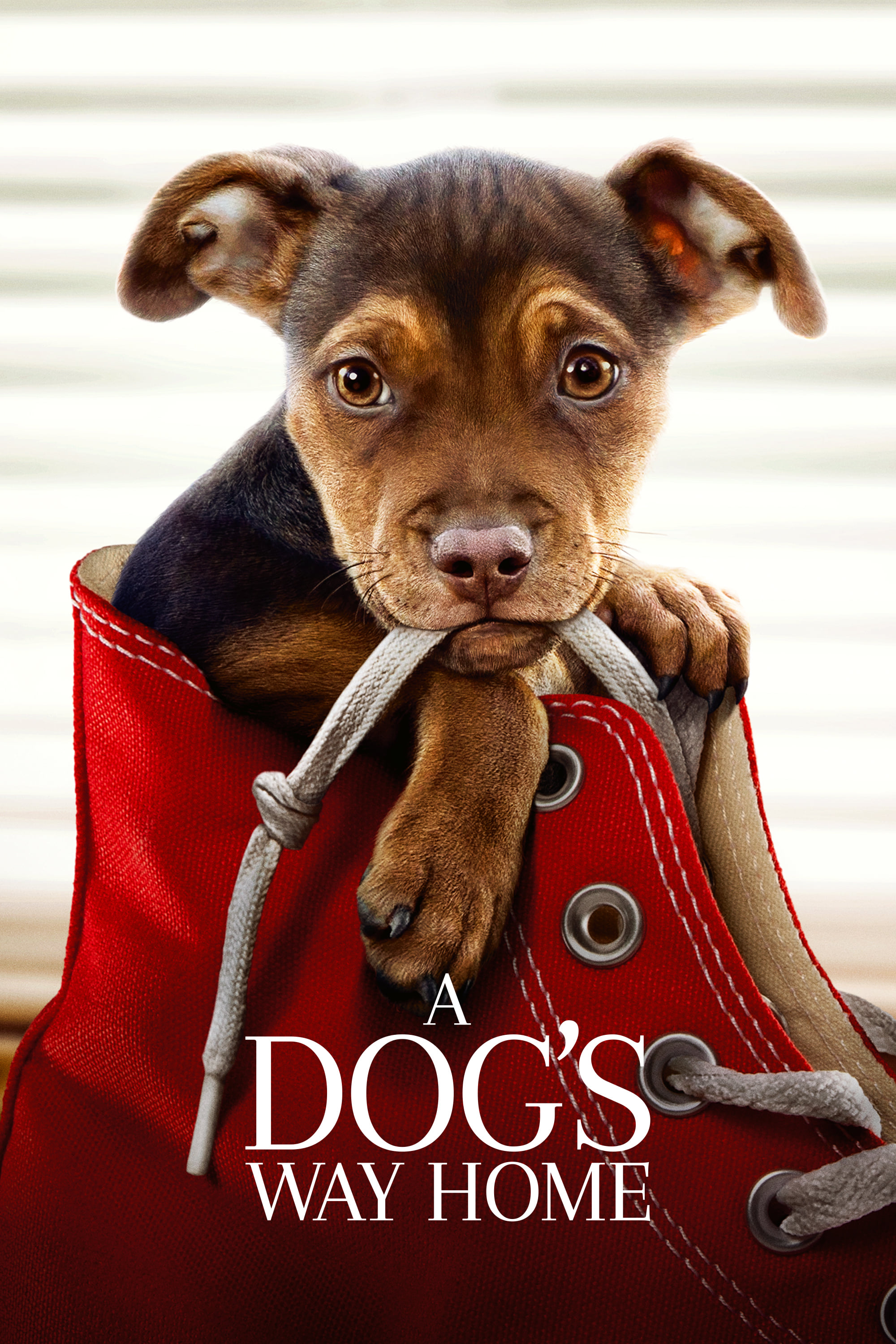 A Dog's Way Home A Dog's Way Home Poster